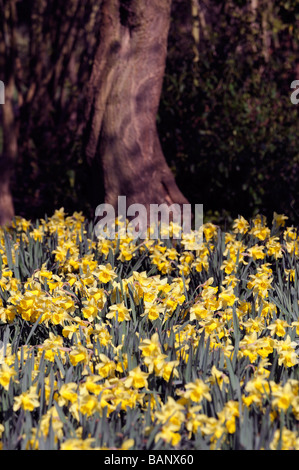 Tree Trunk Basis unten umgeben von gelben Narzissen Phoenix Park Dublin Irland Frühling Stockfoto