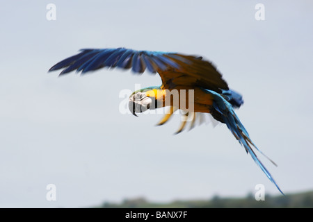 Blau-gelbe Ara "Ara Ararauna" Erwachsene, die fliegen landen. Stockfoto