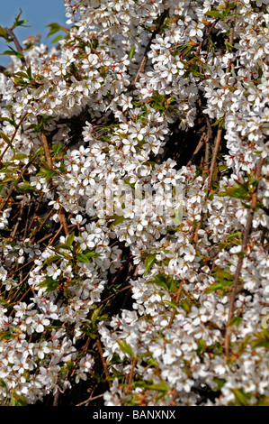 Prunus Subhirtella Var Pendel Rosea weiße Kirschbaum Blumen Blüten blühen Blüte Blume Blüte Frühling Masse Stockfoto