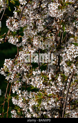 Prunus Subhirtella Var Pendel Rosea weiße Kirschbaum Blumen Blüten blühen Blüte Blume Blüte Frühling Masse Stockfoto