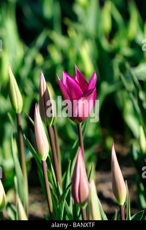 Magenta Tulpe Tulipa Ballade Lilie blühenden Gruppe Blüte Blüte Arten Variante Var sp Vielzahl Farbe Blütenfarbe Stockfoto