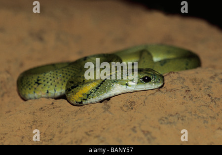 GRÜNER KIELBACK Macropisthodon plumbicolor nicht giftig ungewöhnlich Matheran, Raighad District, Maharashtra, INDIEN. Rhabdophis plumbicolor Stockfoto