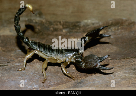 Schwarzen Skorpion vom Borivali National Park, Mumbai. Stockfoto