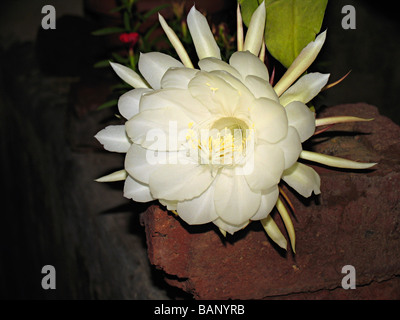 Epiphyllum Oxypetalum, eine Nacht blühende Kaktusblüte Stockfoto