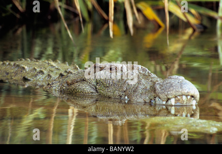 Sumpf-Krokodil, Crocodylus Palustris. Ranganathittu-Vogelschutzgebiet, Karnataka, Indien Stockfoto