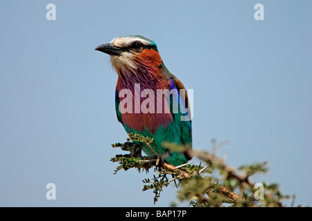 Lilac Breasted Roller thront in Akazie in Serengeti Nationalpark, Tansania Stockfoto