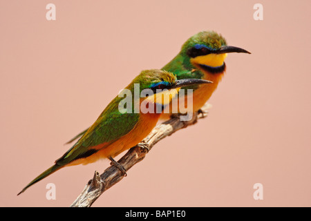 Die bunte kleine Biene-Esser thront auf Zweig in Samburu National Reserve in Kenia Stockfoto