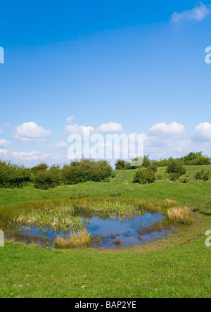 Dewpond in der Nähe von Chanctonbury, West Sussex, UK Stockfoto