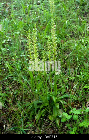 ORCHIS ANTHROPOPHORA; MANN-ORCHIDEE Stockfoto