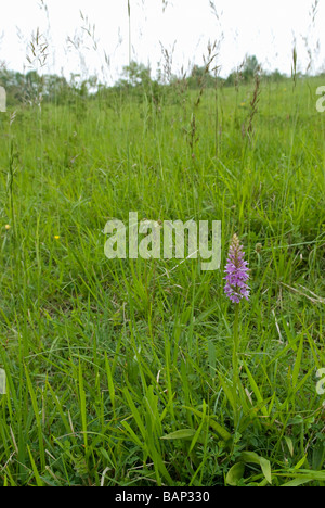 DACTYLORHIZA FUCHSII; GEMEINSAMEN ENTDECKT ORCHIDEE IN GRÜNLAND Stockfoto