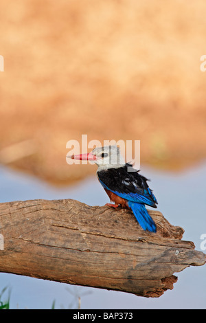 Grey leitete Kingfisher gehockt toten Baumstamm entlang des Flussufers in Samburu National Reserve Kenya Stockfoto