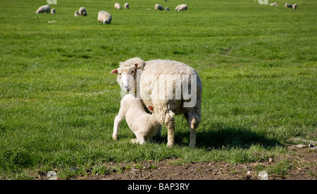 Schaf (Ovis aries) Säugling Milch von ihrer Mutter auf der South Downs, West Sussex, Großbritannien Stockfoto