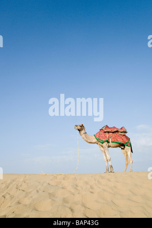 Kamel in der Wüste Thar-Wüste, Jaisalmer, Rajasthan, Indien Stockfoto