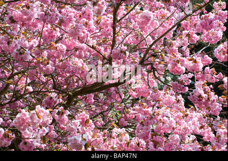 Rosa Kirschblüten Baum Stockfoto