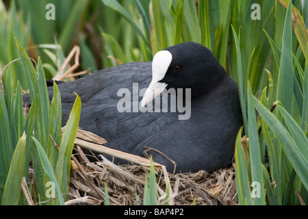 Blässhühner auf ein Nest gebaut im Schilf am See im April Stockfoto