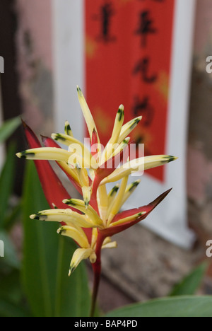 Paradiesvogel Blume, Malaysia Stockfoto