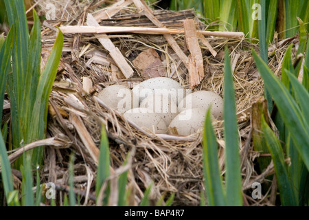 Nest von einem Blässhuhn (Fulica Atra) mit sechs Eiern, die zeigen, wie es ins Schilf gewebt wird