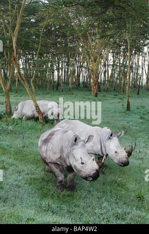 Breitmaulnashorn Surfen auf der Tau bedeckt Gräser unter den Baumkronen des Lake Nakuru Nationalpark Kenia Stockfoto