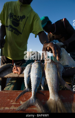 Die lokalen Fischer ausnehmen frisch gefangenen Fisch am Strand. Honduras. Stockfoto