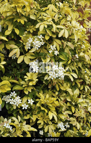 Choisya Ternata mexikanische Orange Blossom Sundance Sorte Frühlingsblumen und Laub Stockfoto