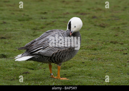 Kaiser Gans (Chen Canagica) im Frühjahr bei Martin bloße WWT putzen. Stockfoto