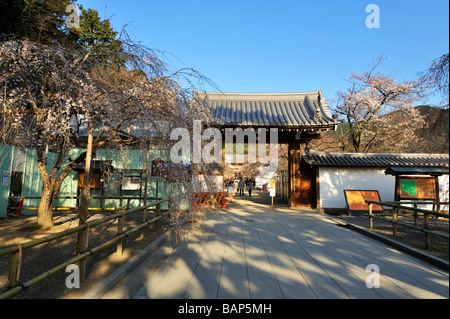 Kirschblüten im Daigoji Tempel, Kyoto JP Stockfoto