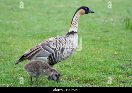 Hawaiianische Gans oder Nene (Branta Sandvicensis) mit Küken bei Martin bloße WWT in Lancashire. Stockfoto