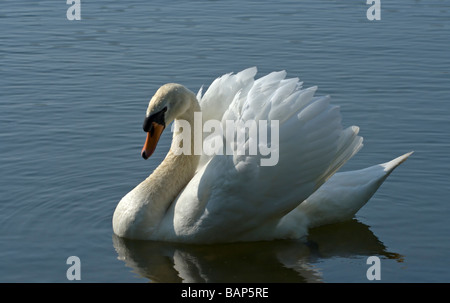 Höckerschwan heiter schwimmen auf dem Fluss mit Flügeln im Sonnenlicht Stockfoto