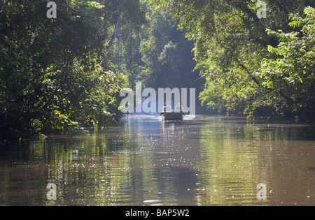 Touristenboot an einem Nebenarm der Kinabatangan Fluss Sukau Sabah Borneo Stockfoto