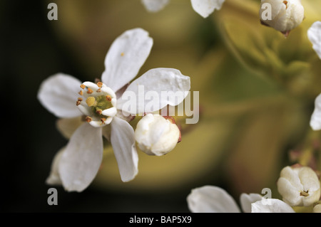 Choisya Ternata mexikanische Orange Blossom Sundance Sorte Frühlingsblumen Stockfoto