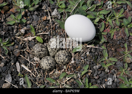 Killdeer nest mit 4 Eiern. Stockfoto