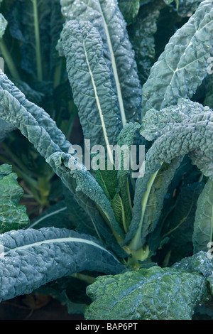 Italienische Kale 'Brassica oleracea', Bio-Gemüse. Stockfoto