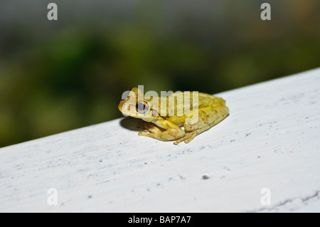 Nächtlicher kubanischer Baumfrosch Osteopilus septentrionalis, alte Bucht, Cat Island Bahamas Stockfoto