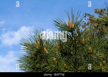 Korsischen Schwarzkiefer (Pinus Nigra) Stockfoto