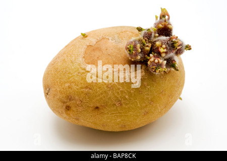 Kartoffel Solanum Tuberosum Sprossenzucht auf weißem Hintergrund Stockfoto