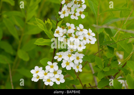 Blumen von den Brautkranz Spiraea Mischpflanzungen Stockfoto