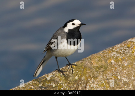 Weiße Bachstelze Motacilla Alba Alba auf Stein am Rand des Wassers Stockfoto