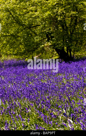 Glockenblumen Glockenblumen in Coombe Wald Essex. Stockfoto