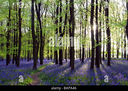 Ashridge Woods Glockenblumen - Buckinghamshire Stockfoto