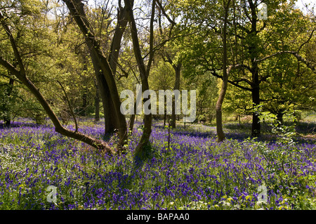 Glockenblumen in Coombe Wald Essex. Stockfoto