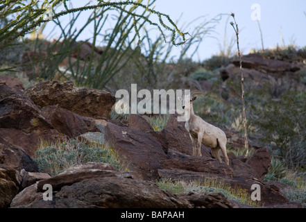 Wüste oder Halbinsel Dickhornschaf (Ovis Canadensis Nelsoni), stark gefährdet, Anza-Borrego Desert State Park, Kalifornien Stockfoto