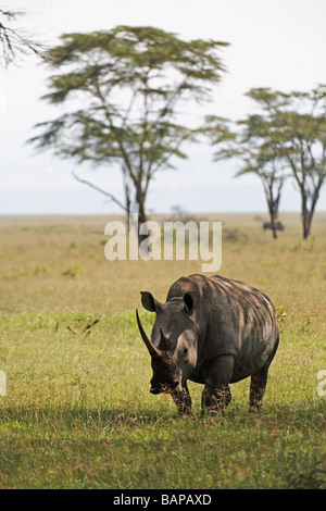 Breitmaulnashorn Weiden auf den kurzen Gräsern der Lake-Nakuru-Nationalpark in Kenia Stockfoto