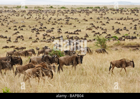 Gnus wandern von den Tausenden durch den hohen Gräsern von Masai Mara National Reserve in Kenia. Stockfoto