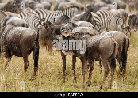 Gnus wandern von den Tausenden durch den hohen Gräsern von Masai Mara National Reserve in Kenia. Stockfoto