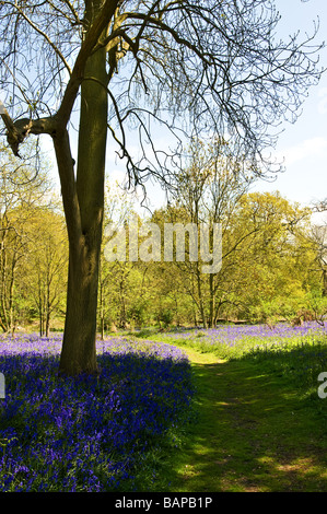 Glockenblumen in Coombe Wald Essex. Stockfoto