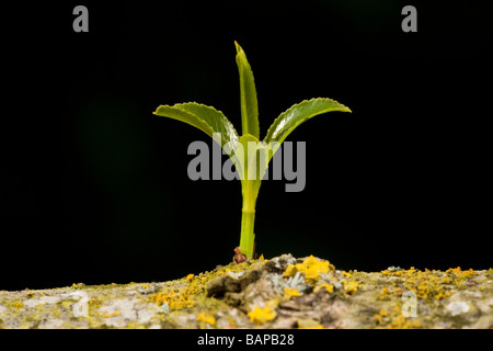 grüne Triebe wachsen aus einem Weidenzweig Baum Stockfoto