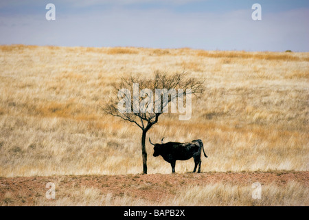 Rinder grasen auf Ranch Spring Grass einzelne Longhorn unter kargen einsame Schattenbaum stehen Stockfoto