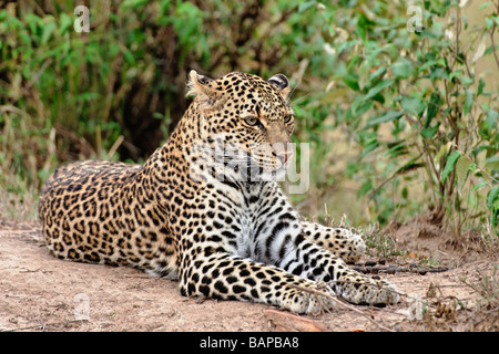 Erwachsenen Leoparden ruht in der Hitze der Nachmittagssonne in Masai Mara National Reserve Kenya Stockfoto