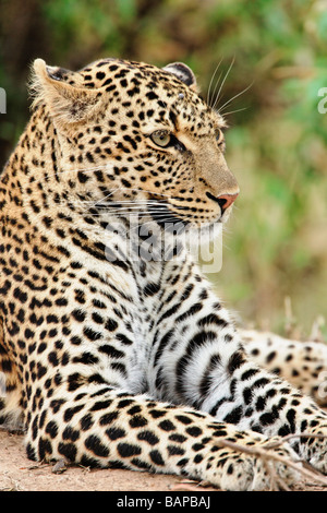 Erwachsenen Leopard ruht nach langen erschöpfenden Jagd in der Hitze der Nachmittagssonne in Masai Mara national Reserve Kenya Stockfoto