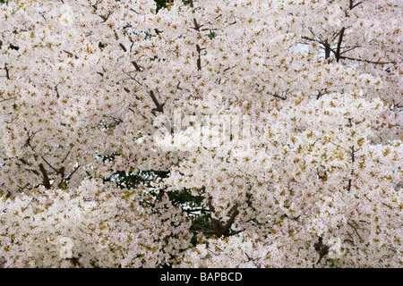 Yoshino Kirschbaum Blüte, Washington DC, USA Stockfoto